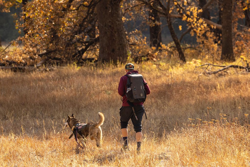 hiking with dogs