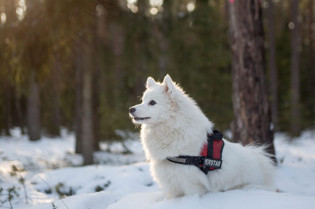 Keeping Your Dog Warm While Hiking in Winter