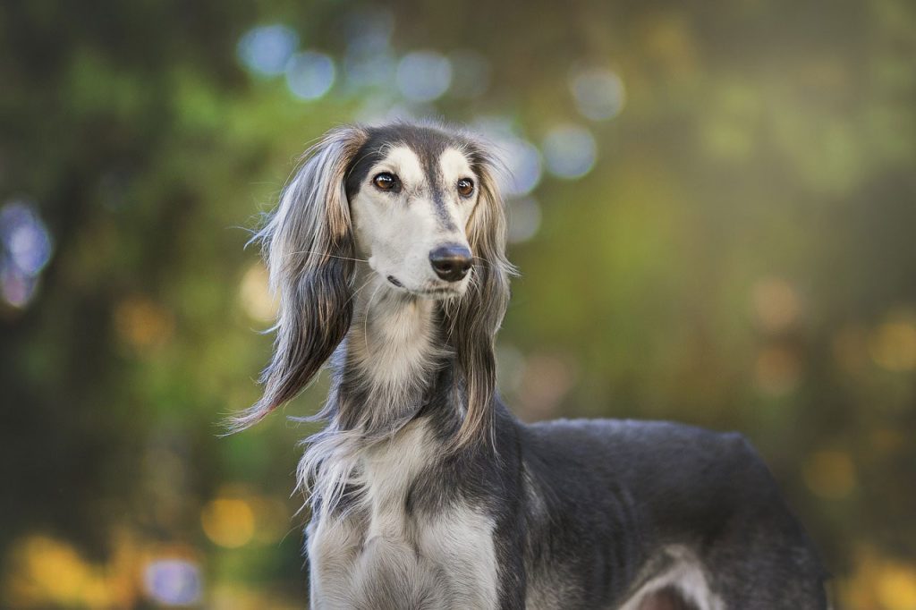 Hiking With a Greyhound Dog