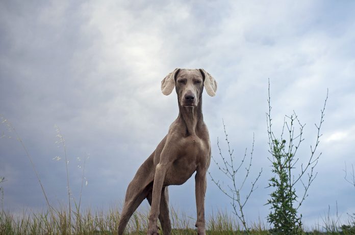 Hiking With a Great Dane