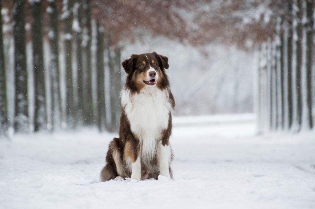 Hiking With Australian Shepherd