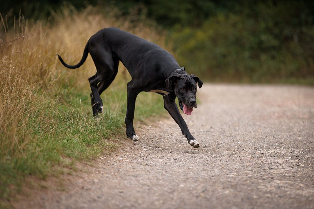 Hiking With a Great Dane