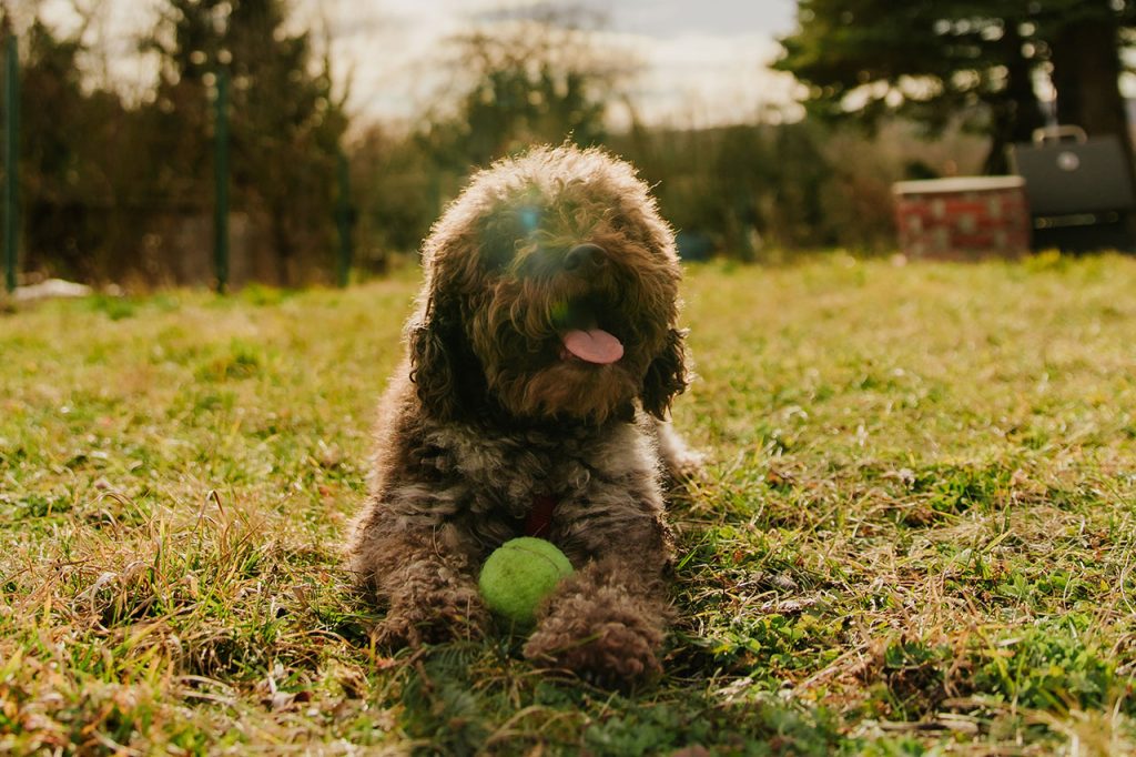 Hiking With a Lagotto Romagnolo