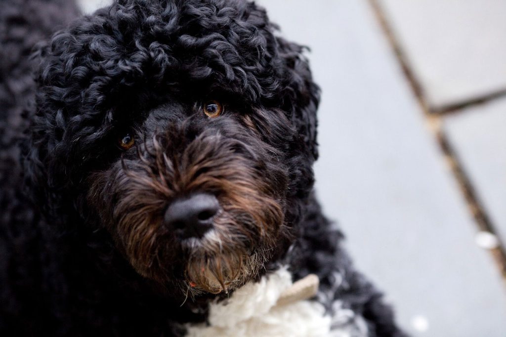 Hiking With a Portuguese Water Dog