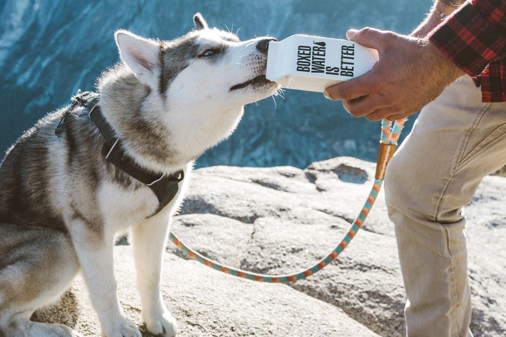 Hiking With Siberian Husky