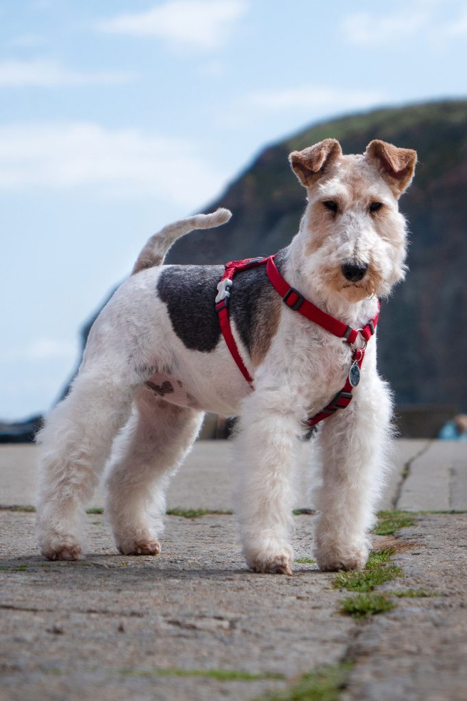 Hiking With an Airedale Terrier