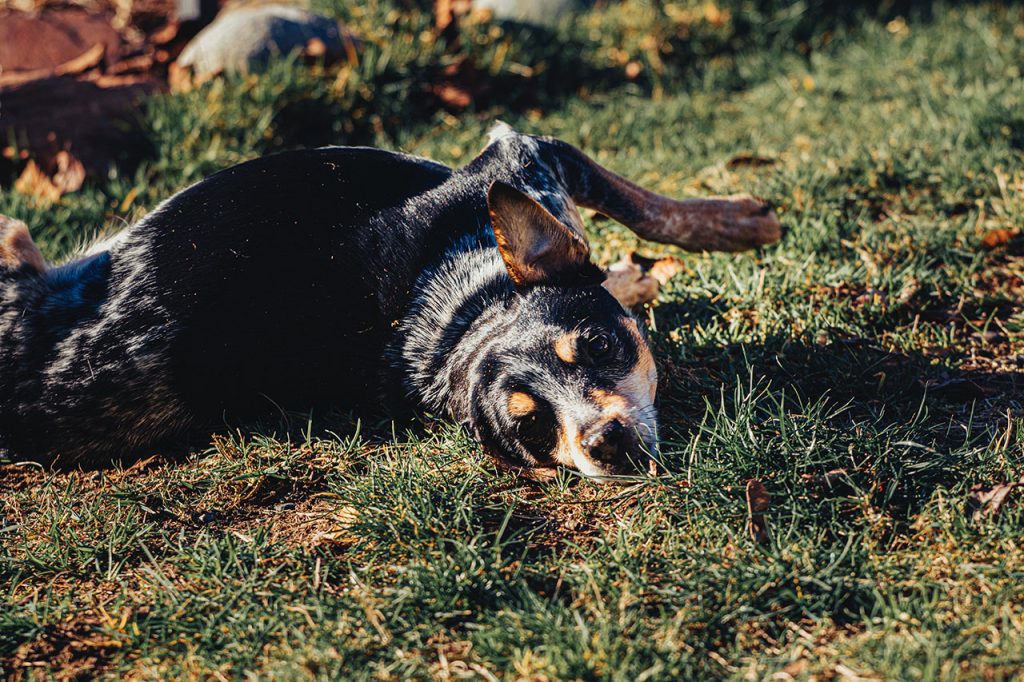 Hiking With Australian Cattle Dog