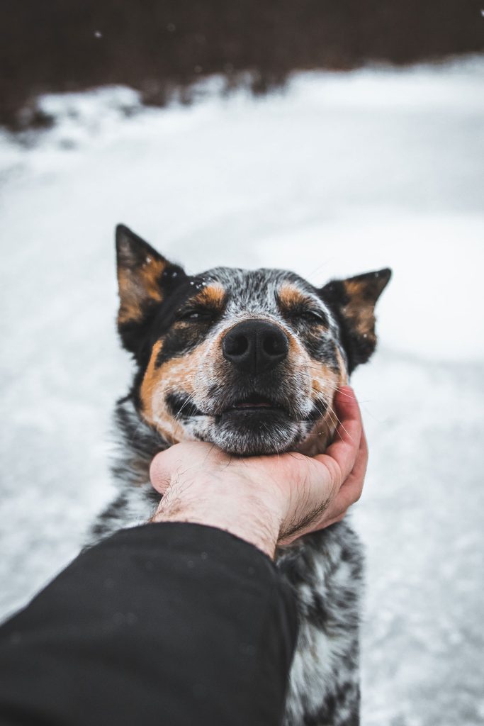 Hiking With Australian Cattle Dog