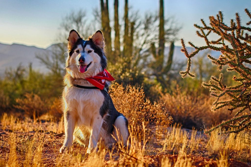 Hiking With an Alaskan Malamute