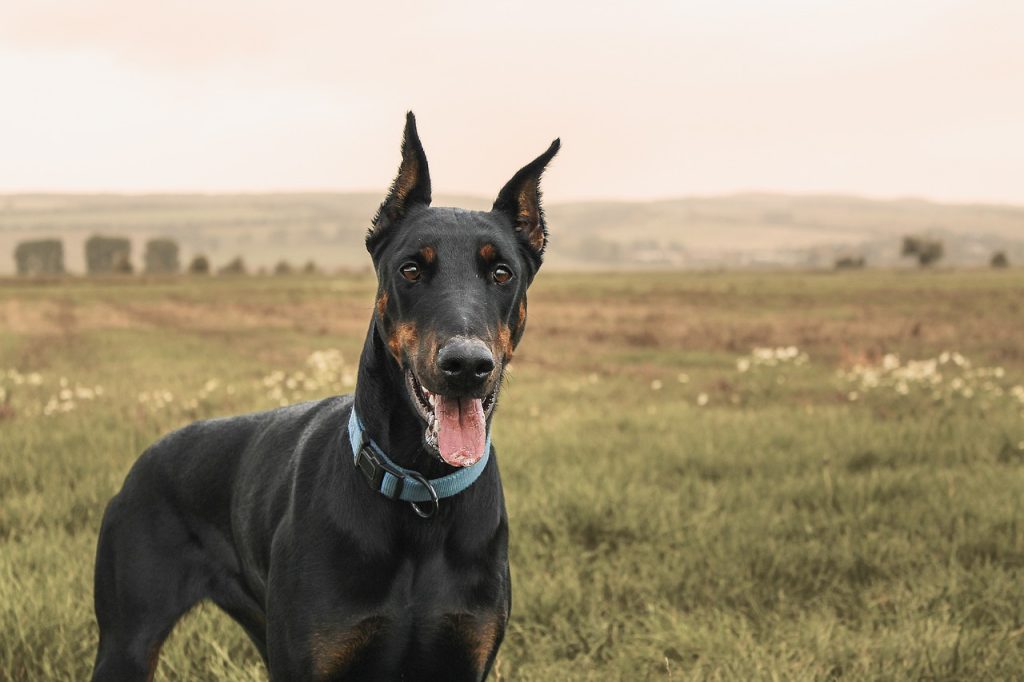 Hiking With a Doberman Pinscher