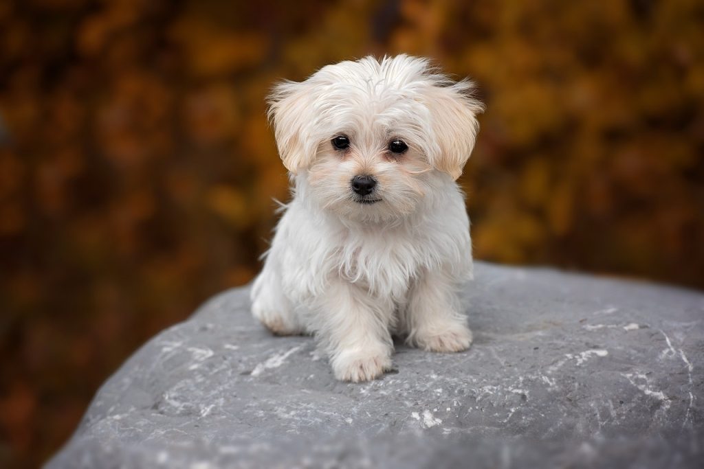 Hiking With a Maltese