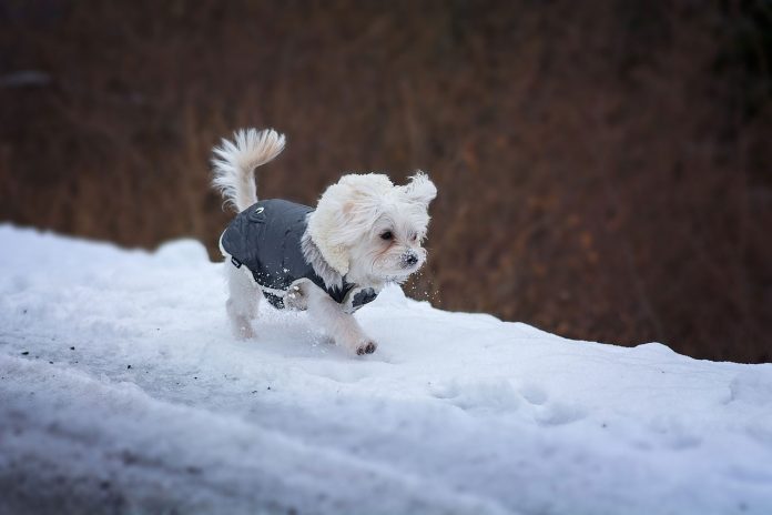 Keeping Your Dog Warm While Hiking in Winter