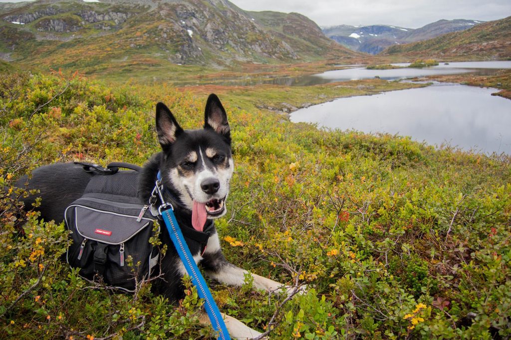 Hiking With Siberian Husky