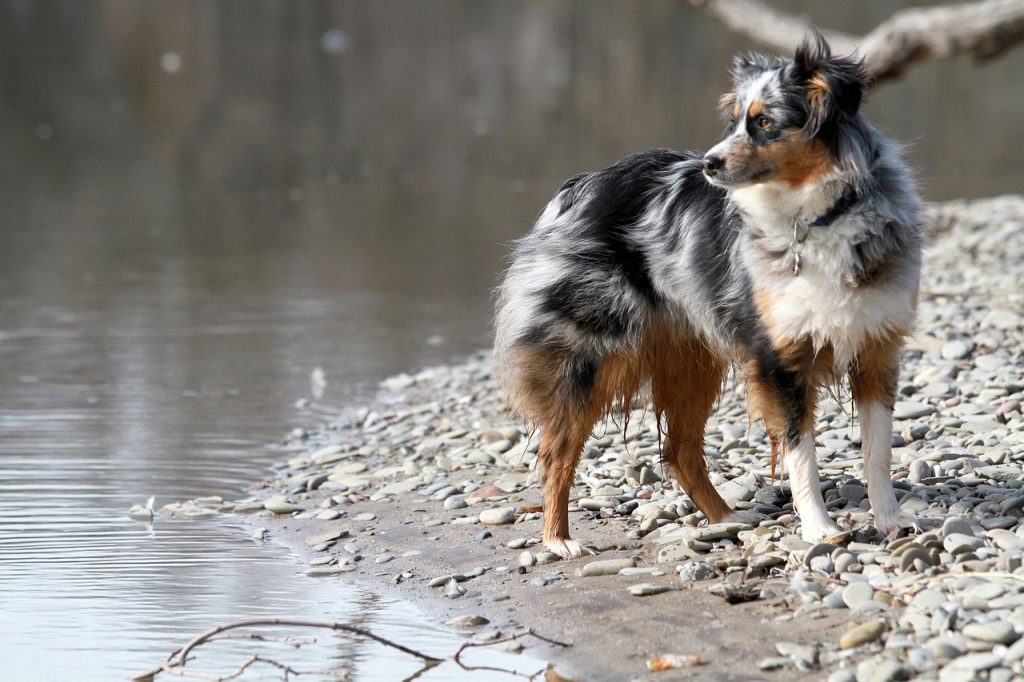 Hiking With Australian Shepherd