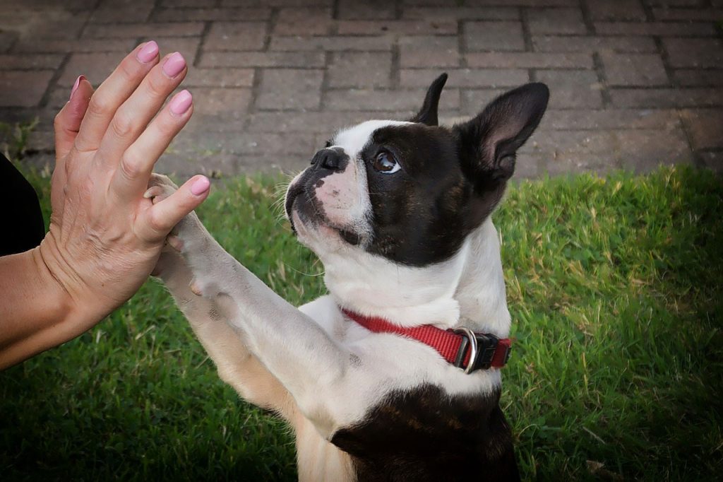 Hiking With Boston Terrier