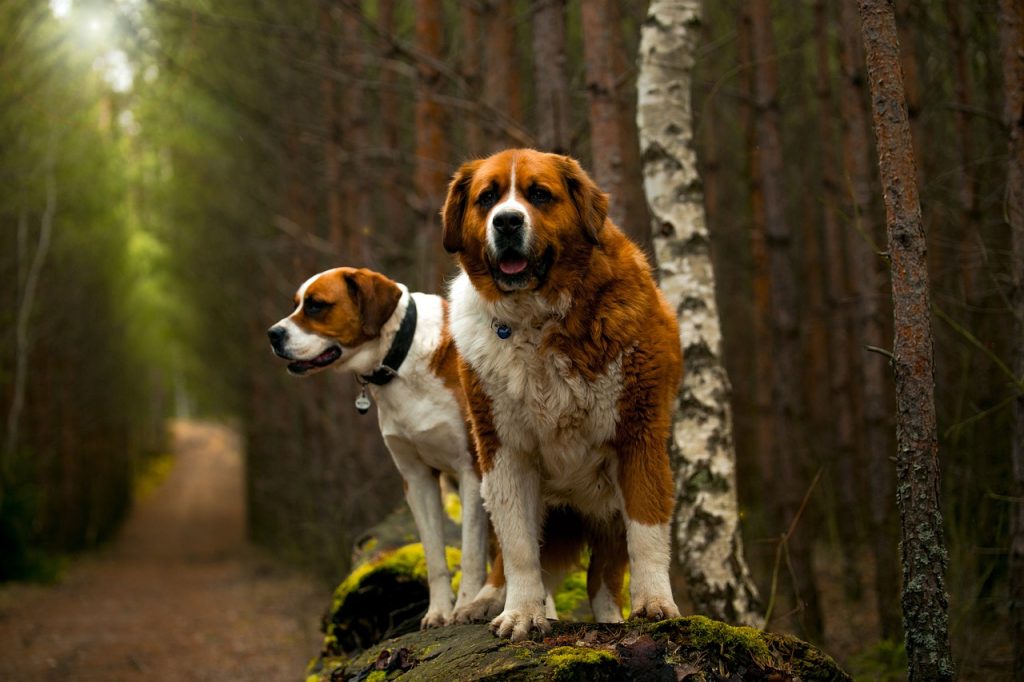 Hiking With a Saint Bernard