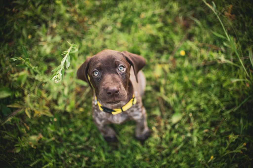 Hiking With German Shorthaired Pointer