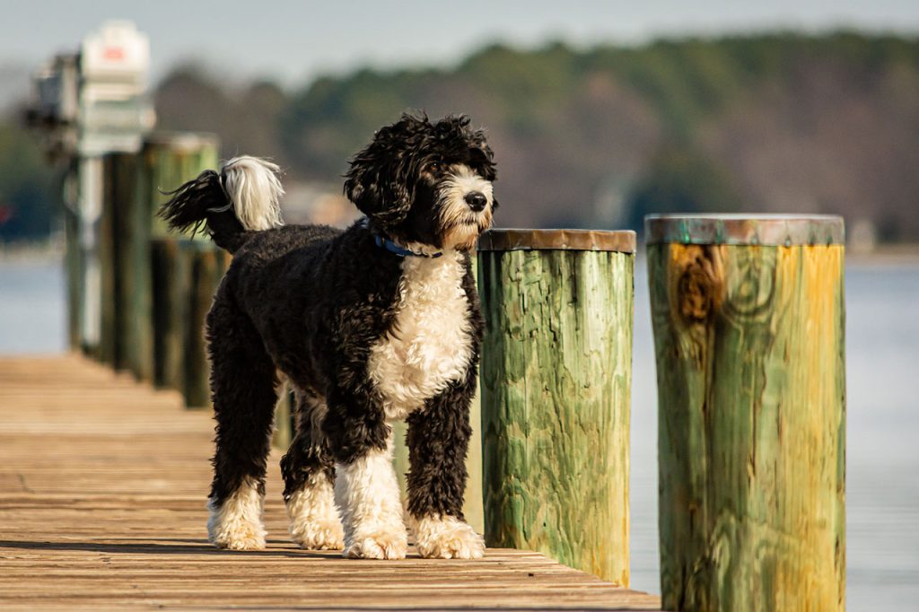 Hiking With a Portuguese Water Dog