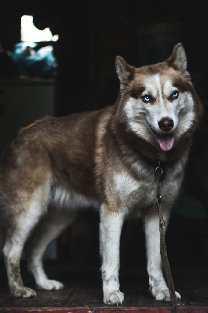 Hiking With Siberian Husky