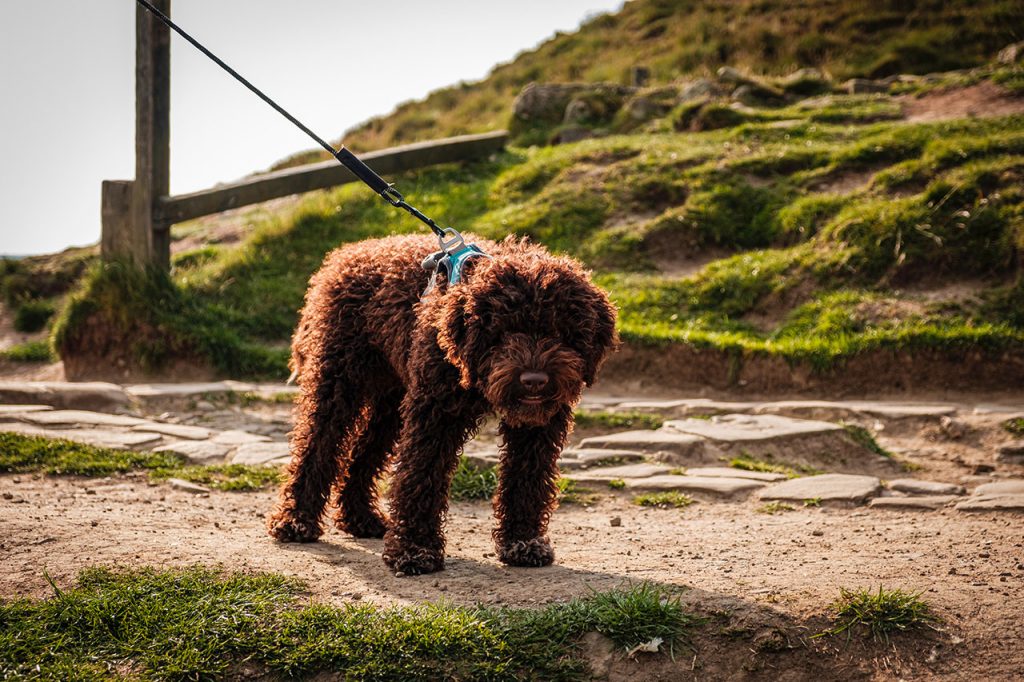 Hiking With a Lagotto Romagnolo