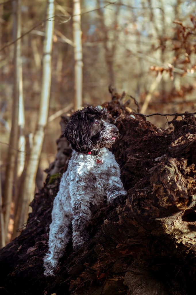 Hiking With A Cockapoo