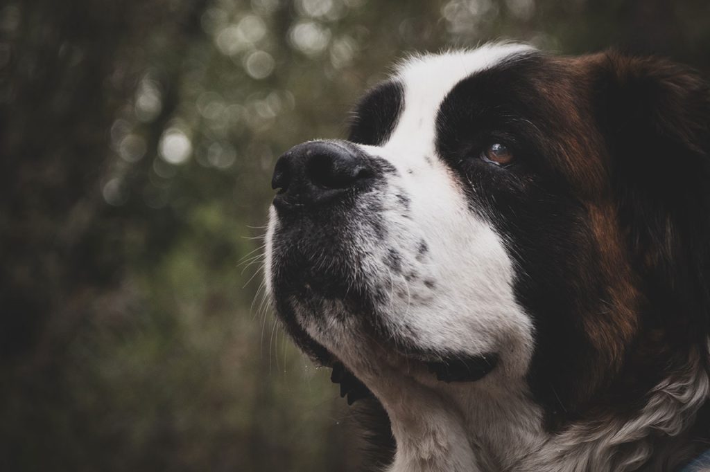 Hiking With a Saint Bernard