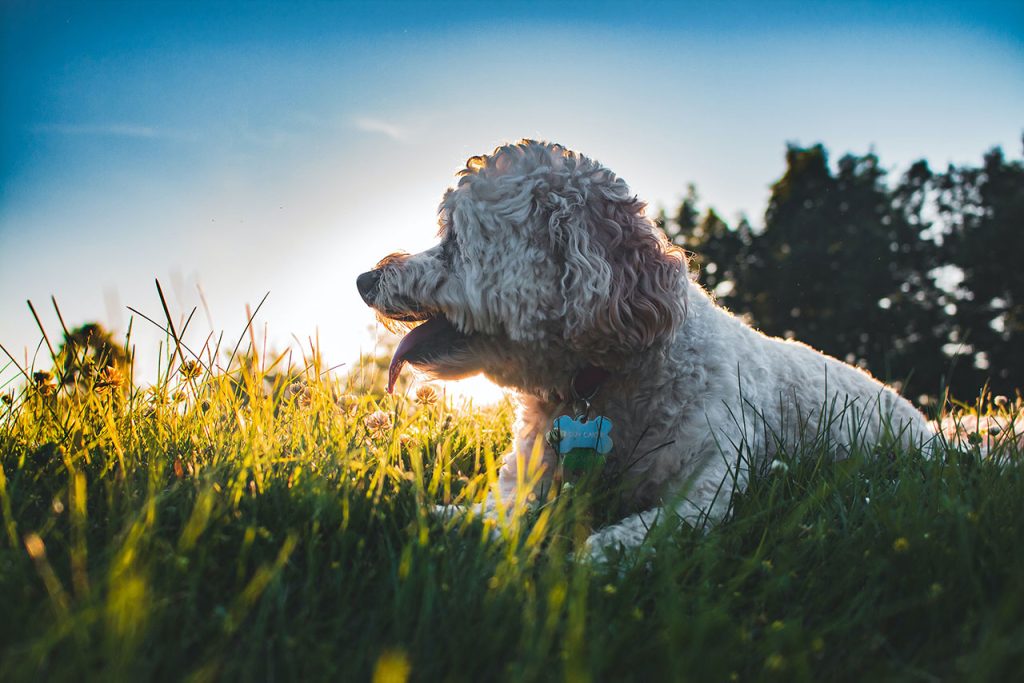 Hiking With A Cockapoo