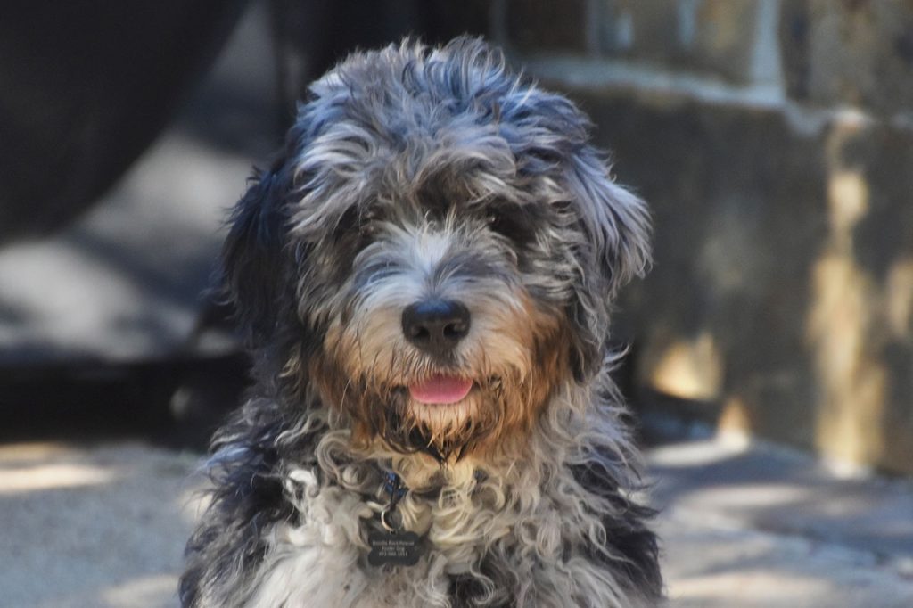 Hiking With a Bernedoodle