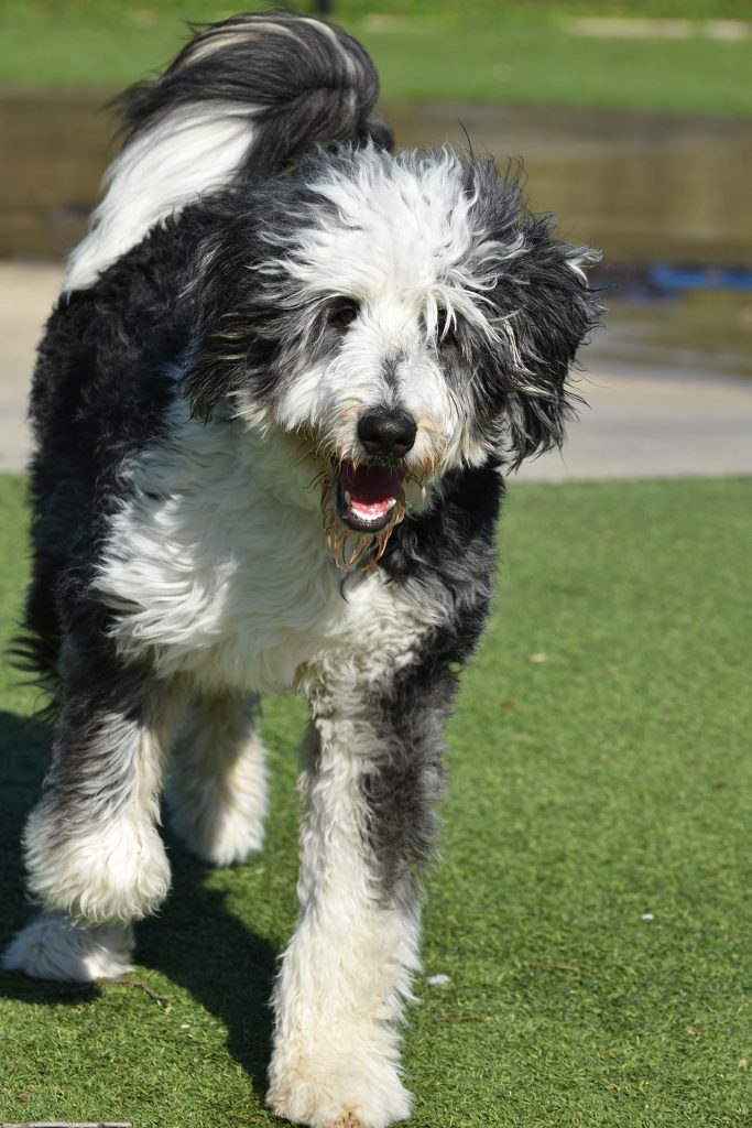 Hiking With a Bernedoodle