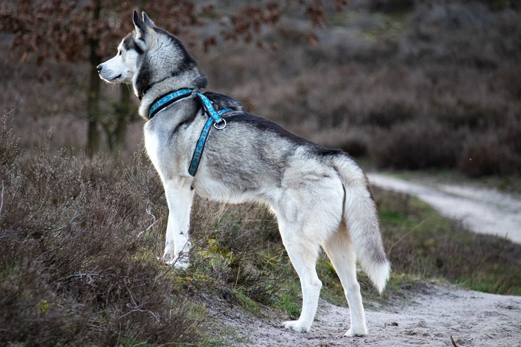 Hiking With Siberian Husky