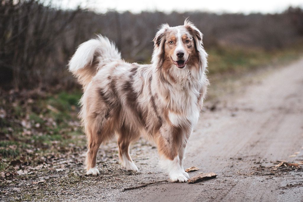 Hiking With Australian Shepherd