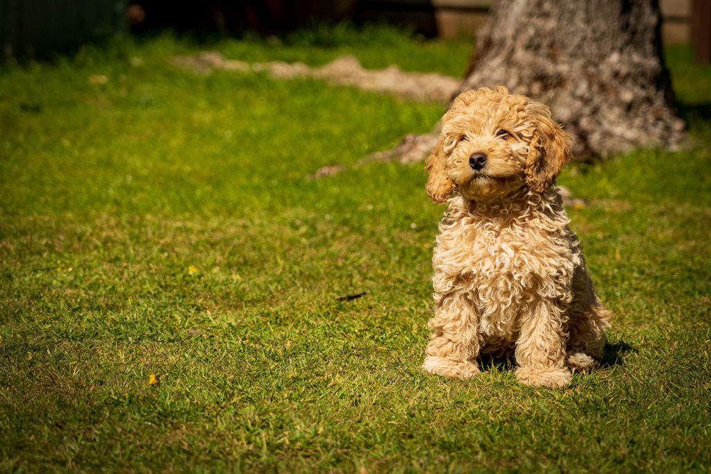 Hiking With A Cockapoo