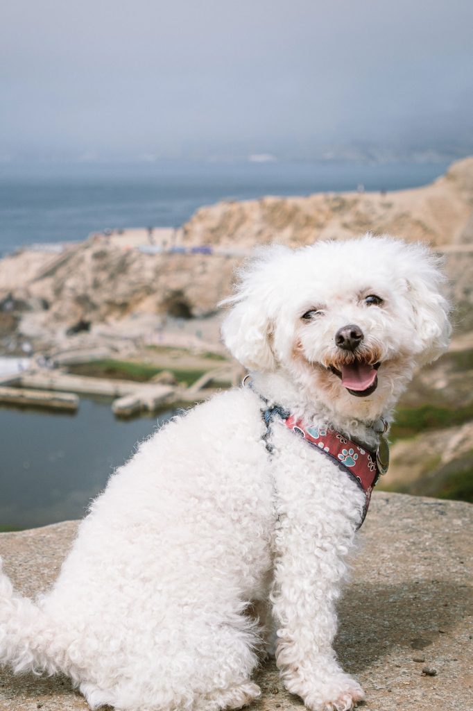 Hiking With a Maltese