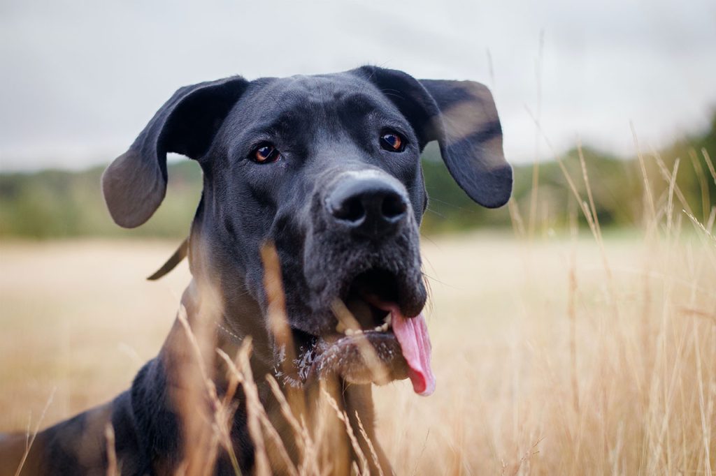 Hiking With a Great Dane