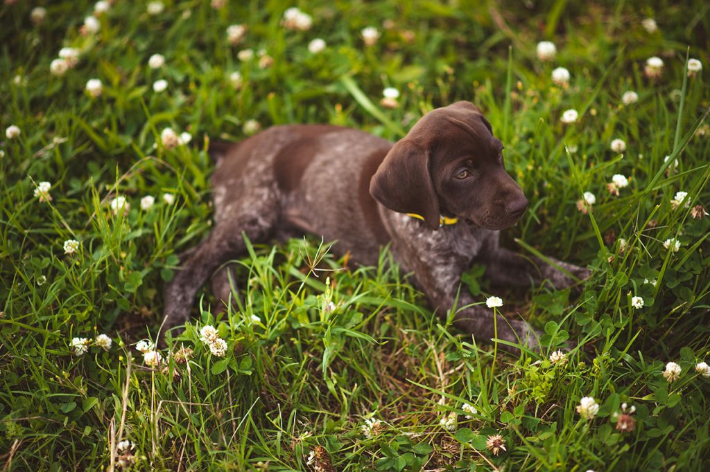 Hiking With German Shorthaired Pointer