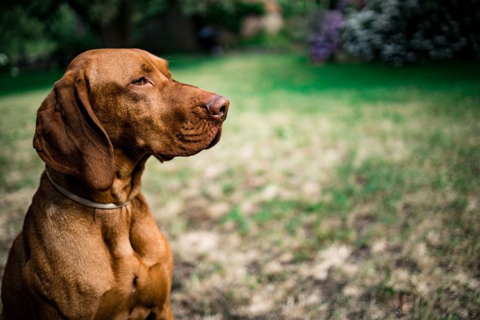 hiking with Vizsla