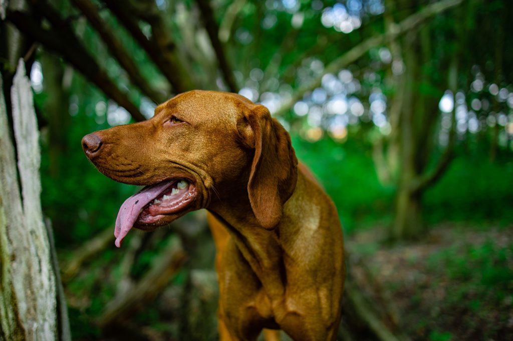 Hiking With Vizsla