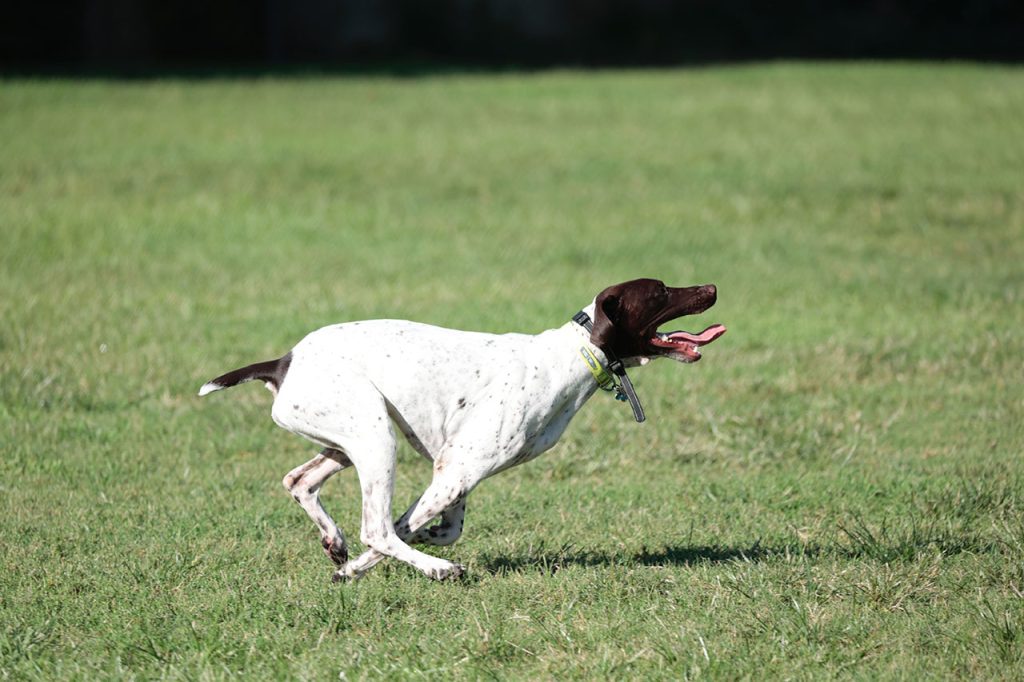 Hiking With German Shorthaired Pointer