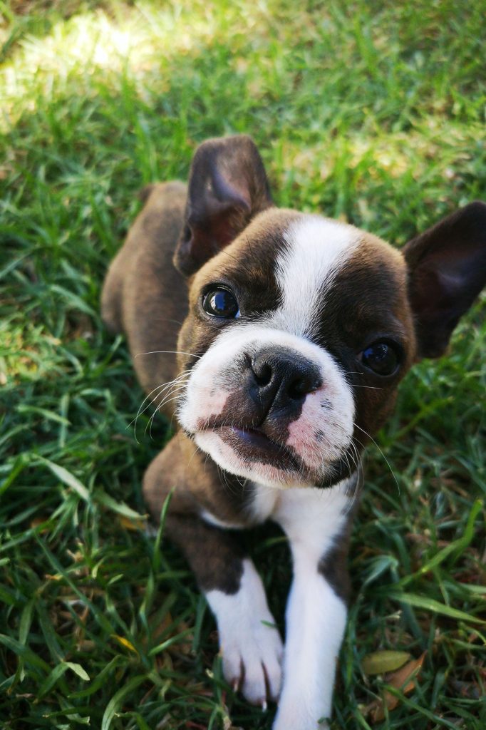 Hiking With Boston Terrier