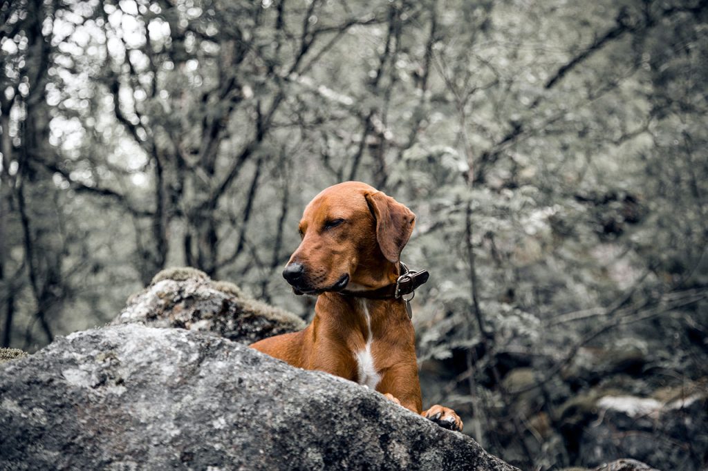 Hiking With Vizsla