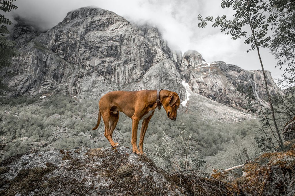 Hiking With Vizsla