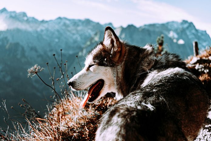 Hiking With Siberian Husky