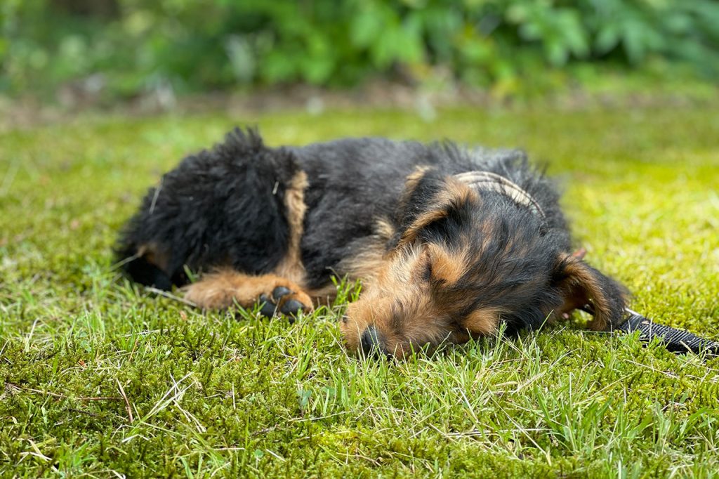 Hiking With an Airedale Terrier