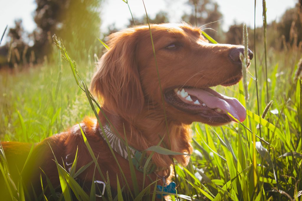 Hiking with Golden Retriever