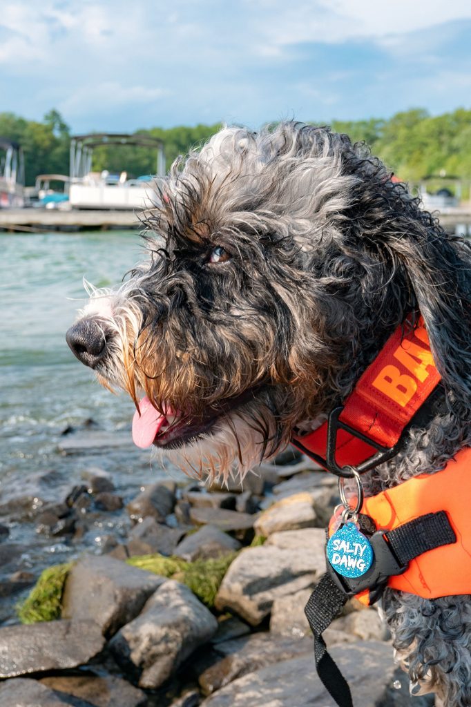 Hiking With a Bernedoodle