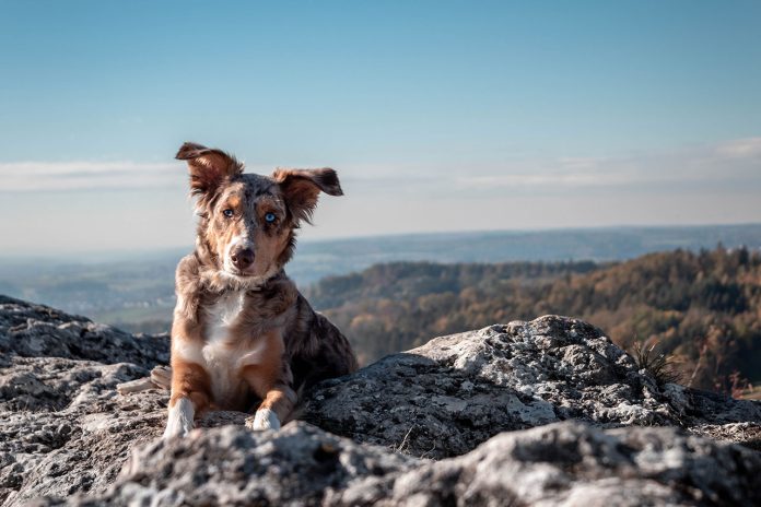 Hiking With Australian Shepherd