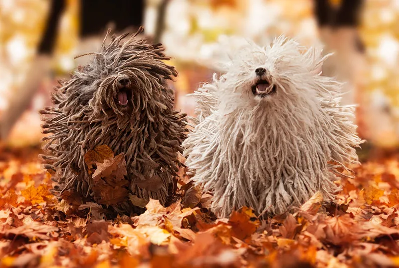 Hiking With Komondor