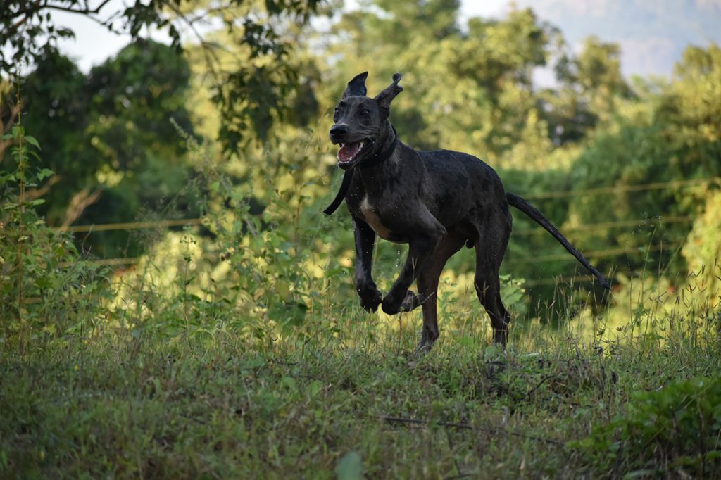 Hiking With a Great Dane