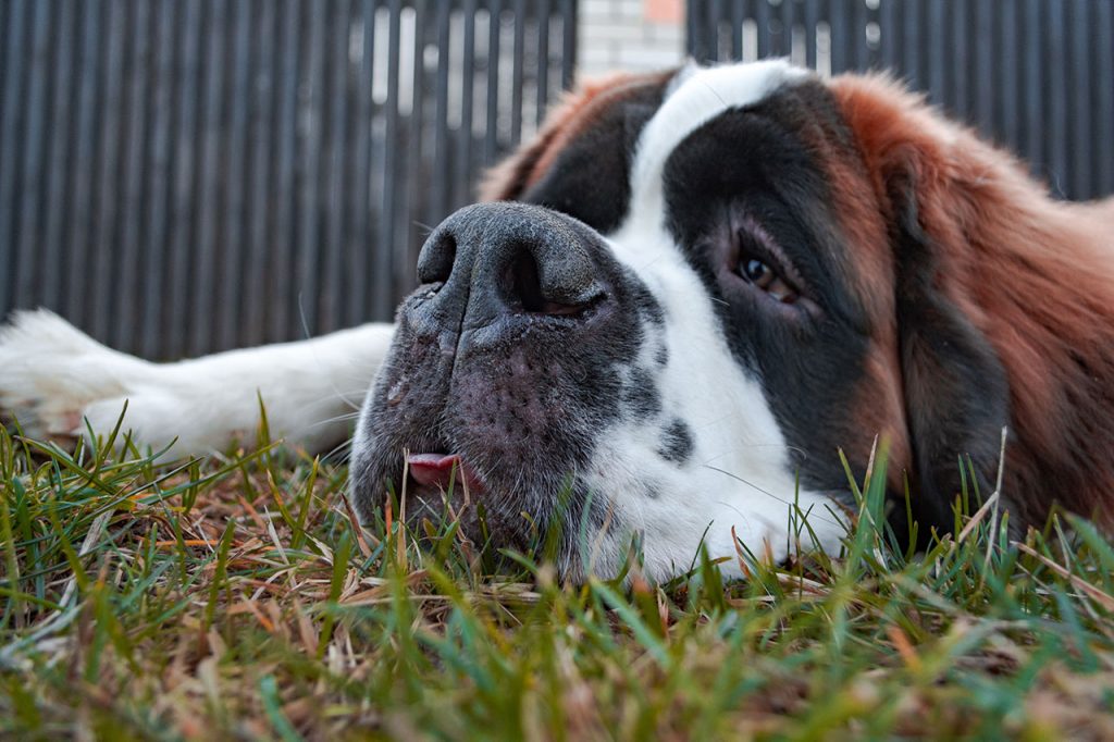 Hiking With a Saint Bernard