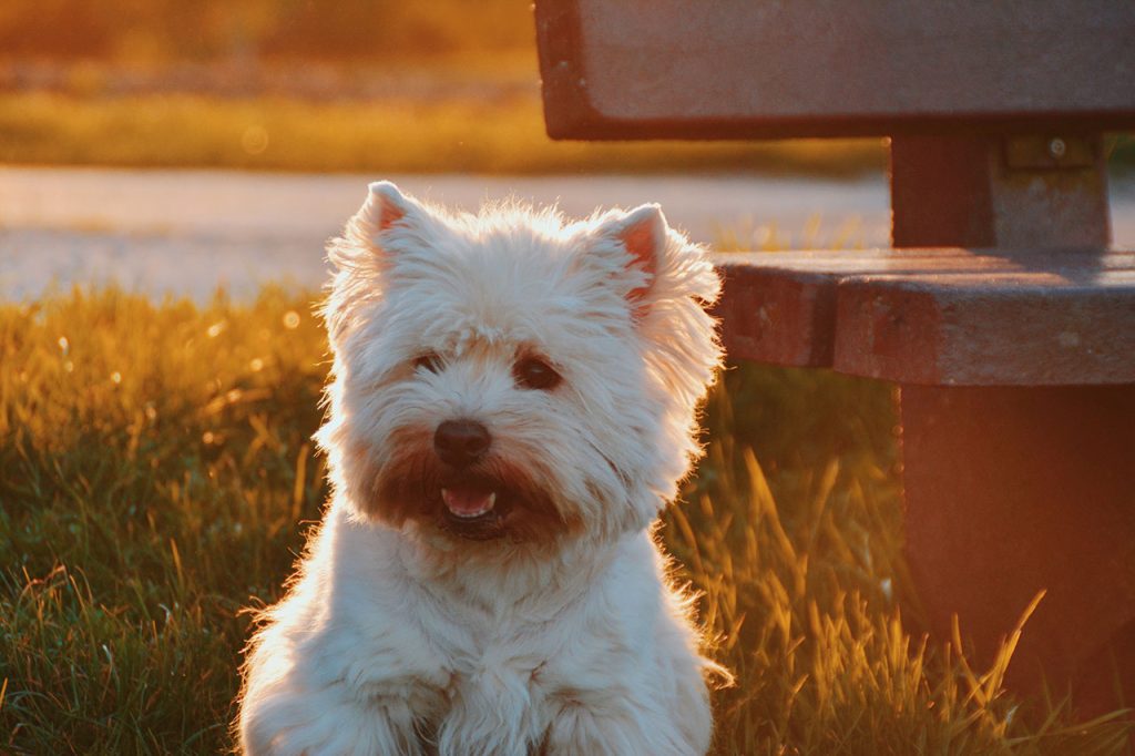 Hiking With a Maltese